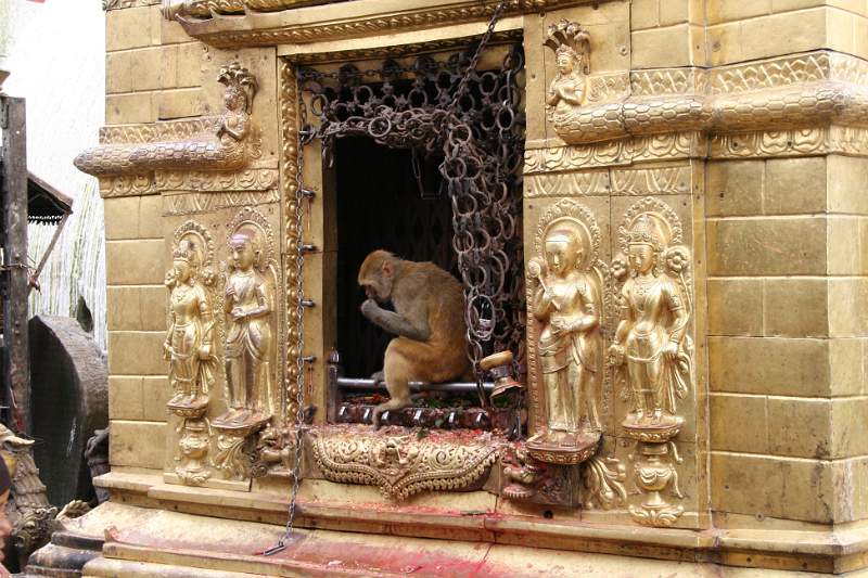 India & Nepal 2011 - 0392